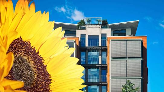 De un girasol a la innovación. Cómo la compañía SolarGaps surgió a partir de una idea